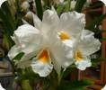 Dendrobium formosum